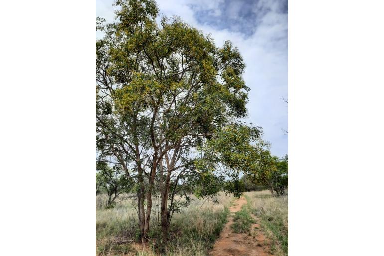 Pterocarpus rotundifolius -6696