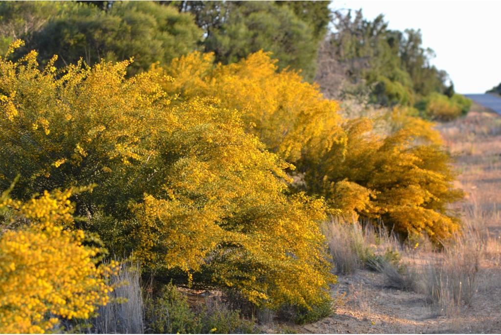 Spatel bladeren acacia