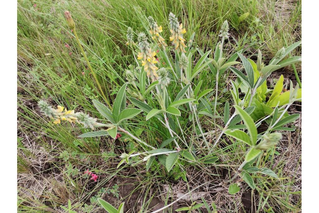 Salix-vormige Eriosema