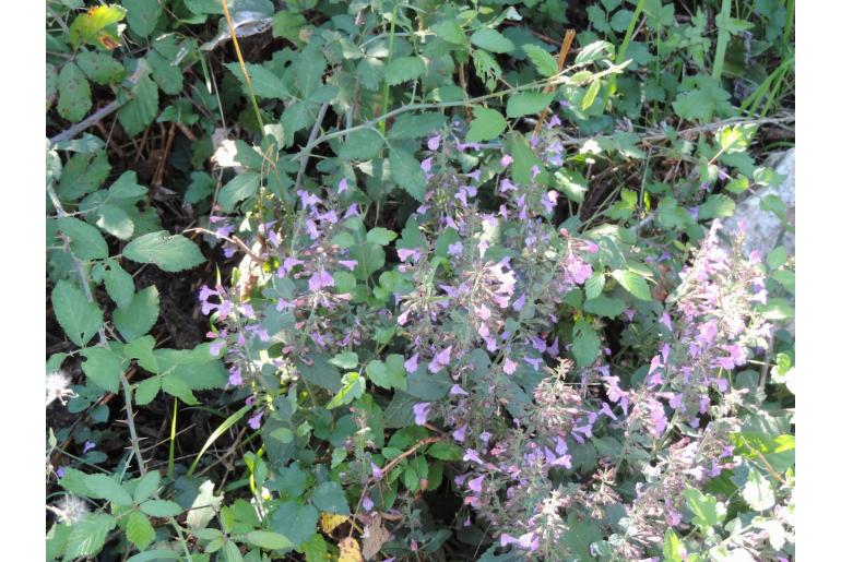 Clinopodium menthifolium ssp menthifolium -6717