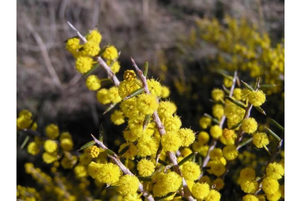 Doodlijkende acacia