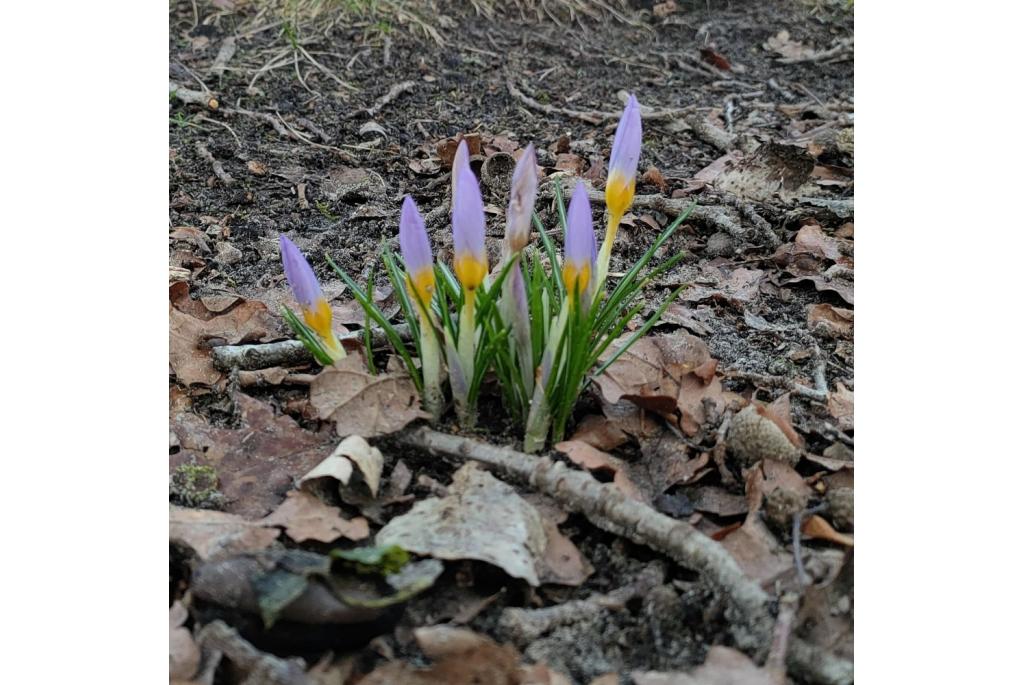 Sieber's krokus