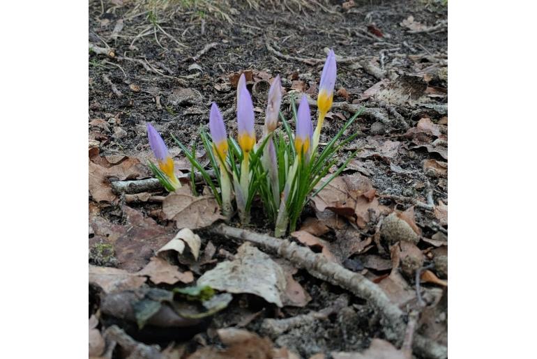 Crocus sieberi -6724