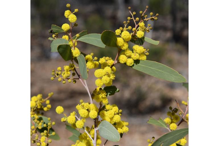 Acacia steedmanii -6736