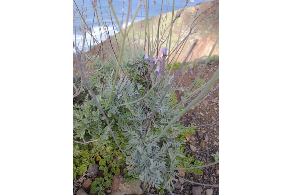 Buch's lavendel