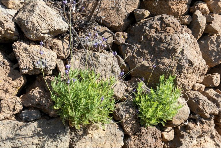 Lavandula canariensis ssp canariensis -6743