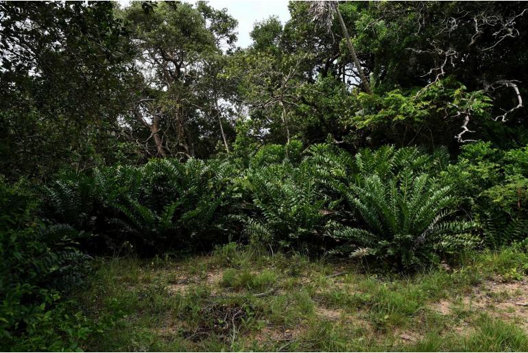 Encephalartos ferox -6749