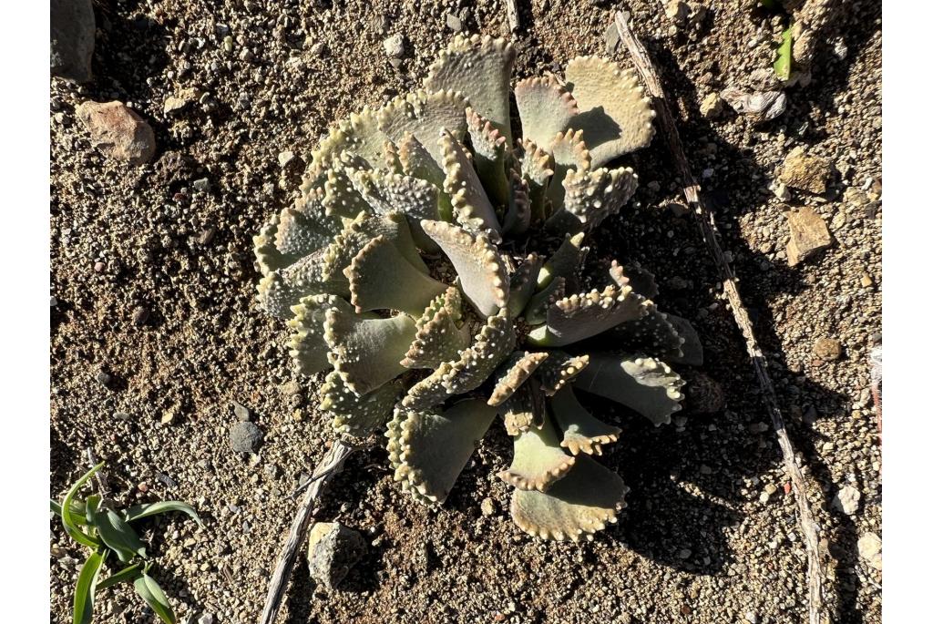 Malsherbe's aloinopsis