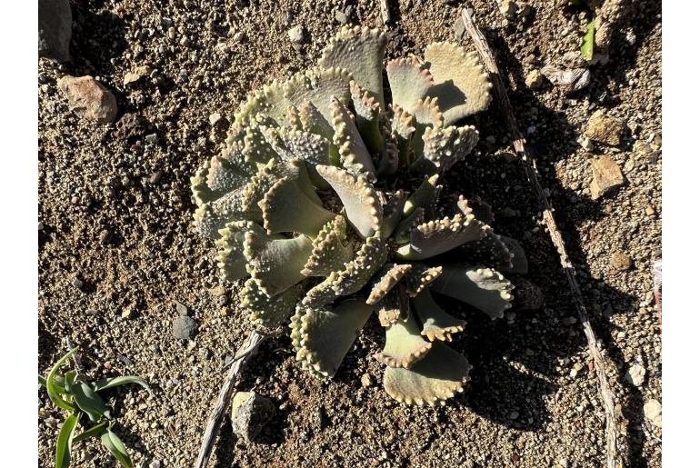 Aloinopsis malherbei -6750