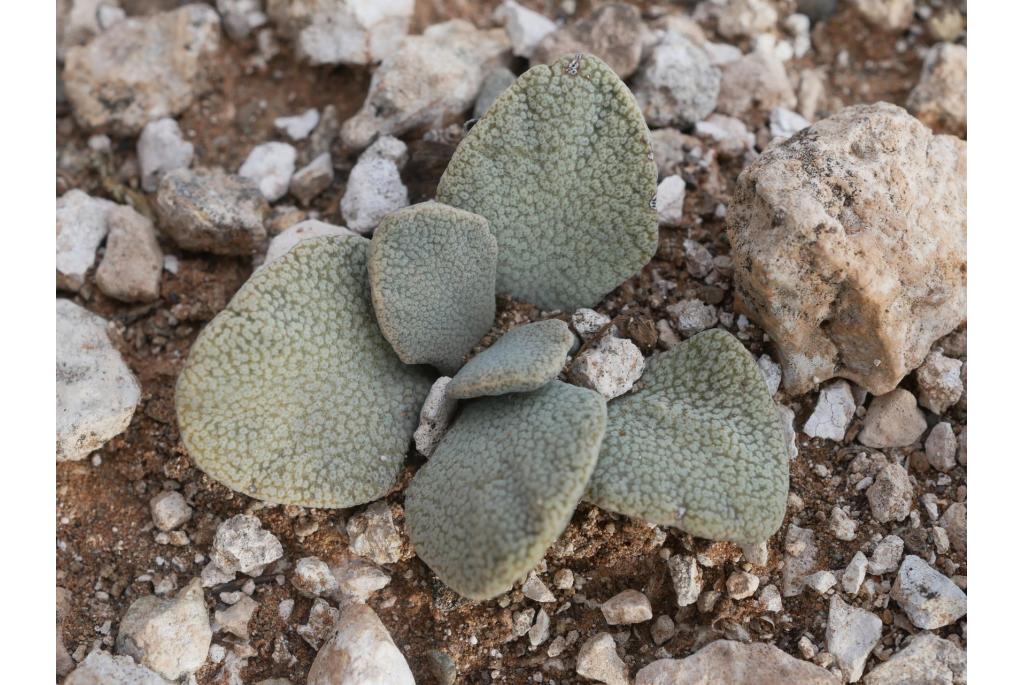 Rozet aloinopsis