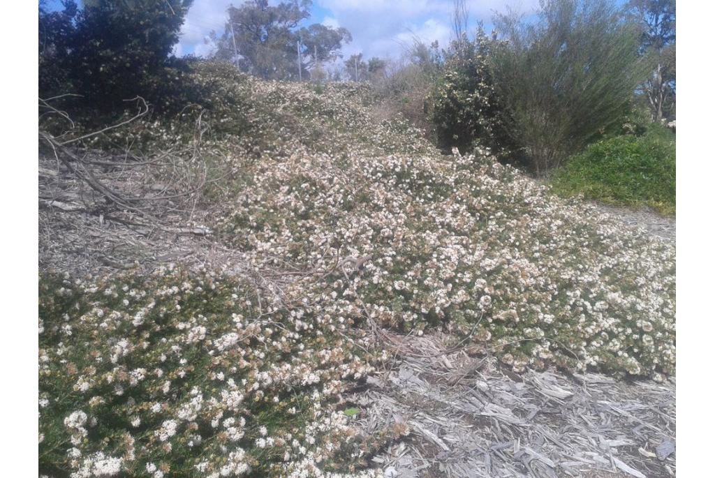 Crithmum bladerige Grevillea 'Prostrate'