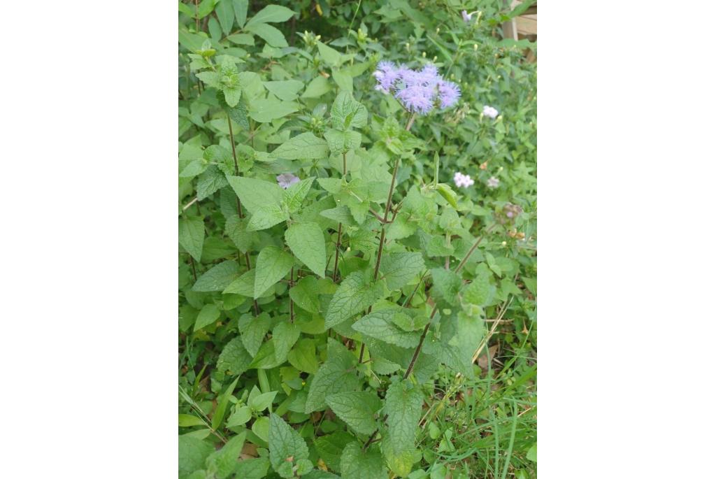 Ageratum conoclinium