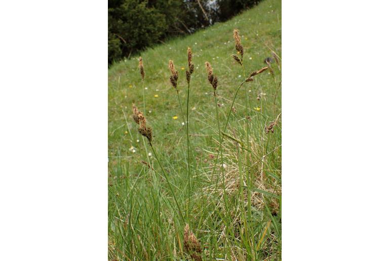 Carex caryophyllea -6774