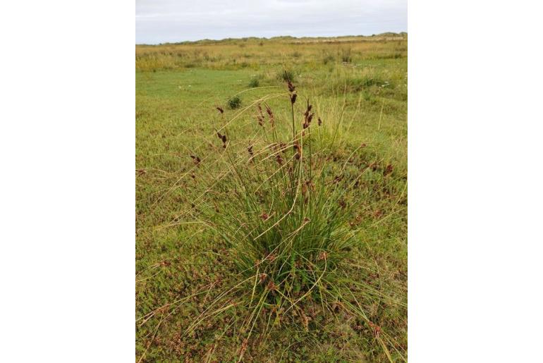 Carex extensa -6775