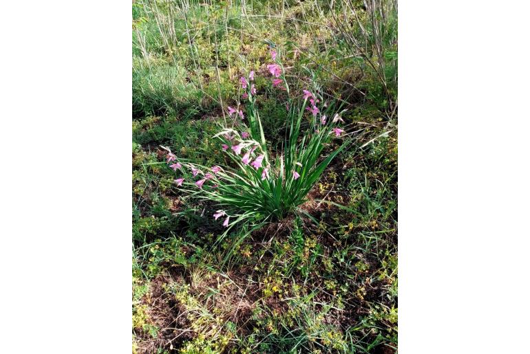 Gladiolus illyricus -6787