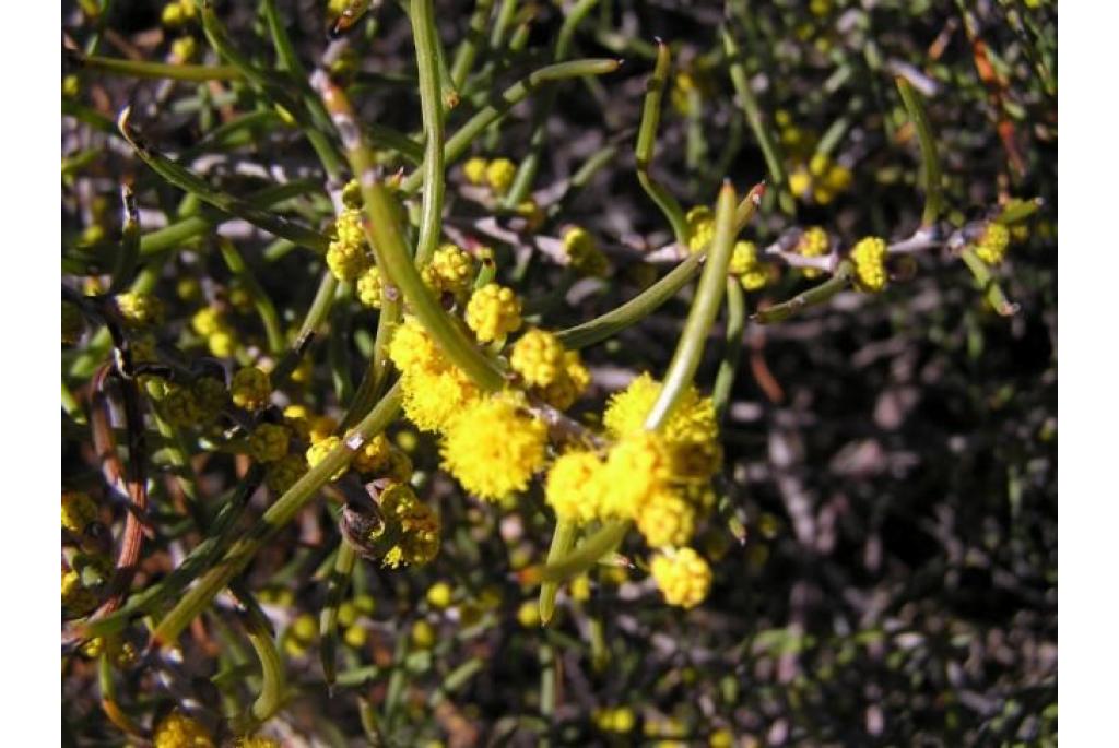 Flexibel acacia