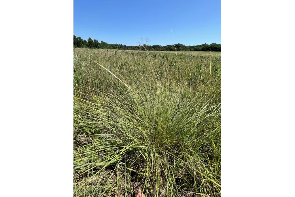 Prairie Sporobolus