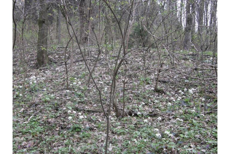 Pachyphragma macrophyllum -6801