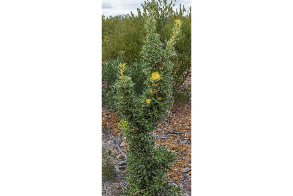 Stekelige banksia