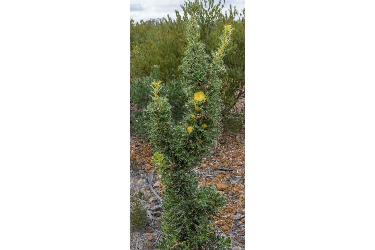 Banksia falcata -6802