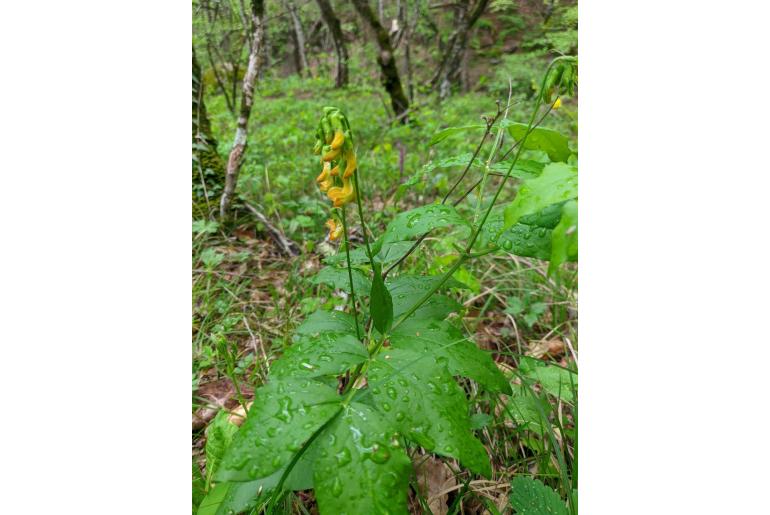 Lathyrus aureus -6803