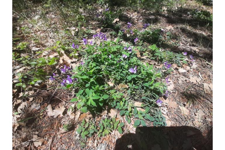 Lathyrus laxiflorus -6804