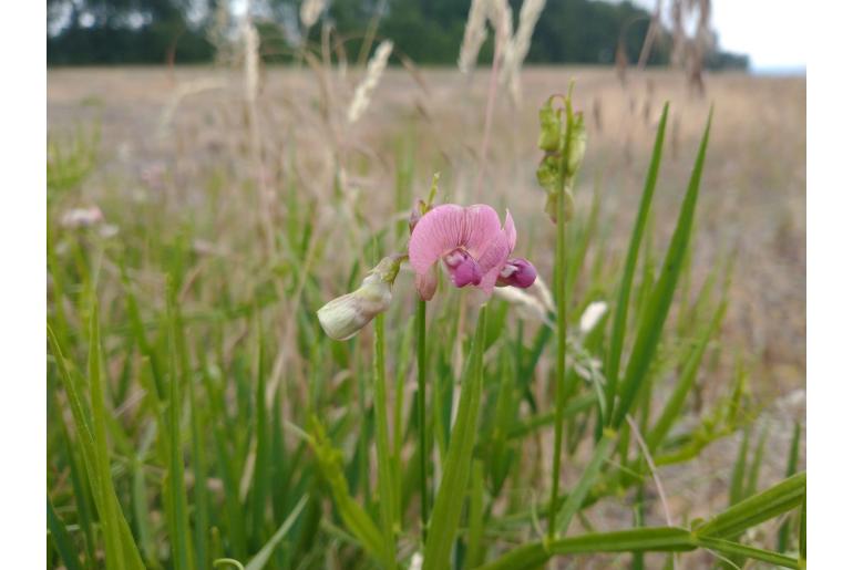 Lathyrus sylvestris -6805