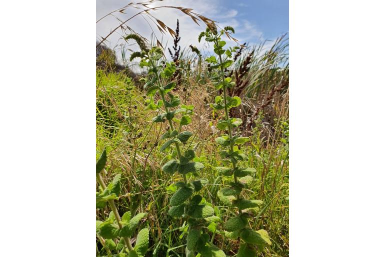 Mentha x rotundifolia -6824