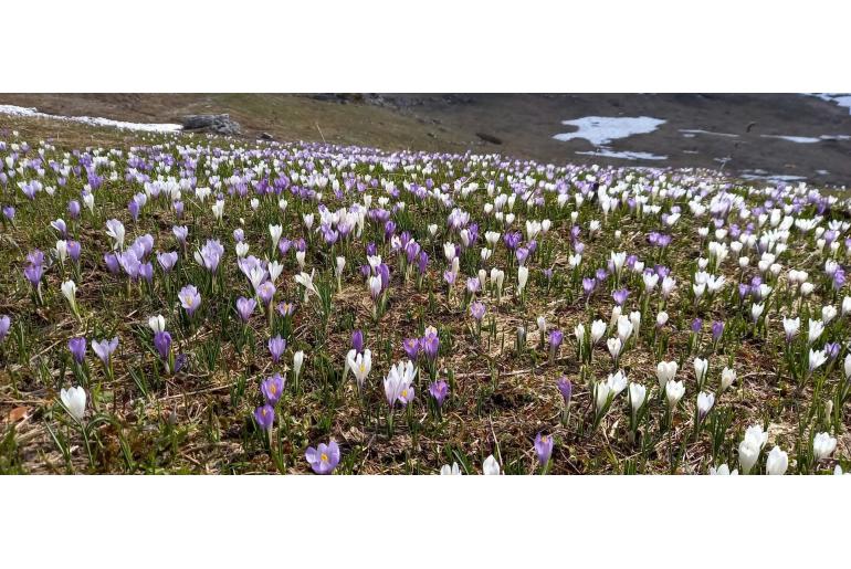 Crocus vernus -6841