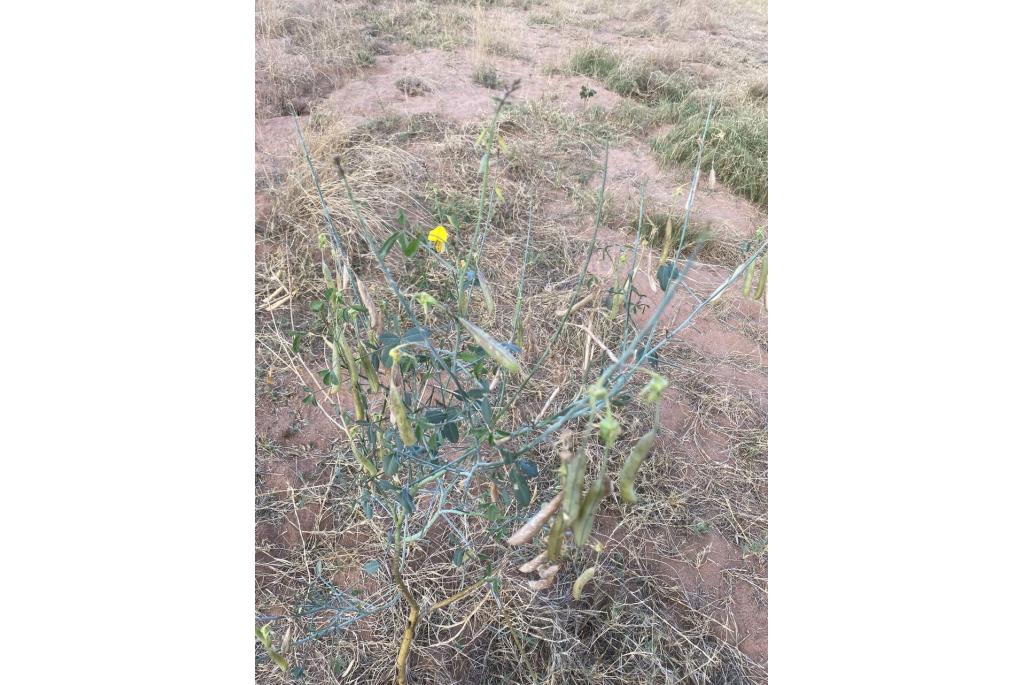 Crotalaria met laburnum-achtig blad