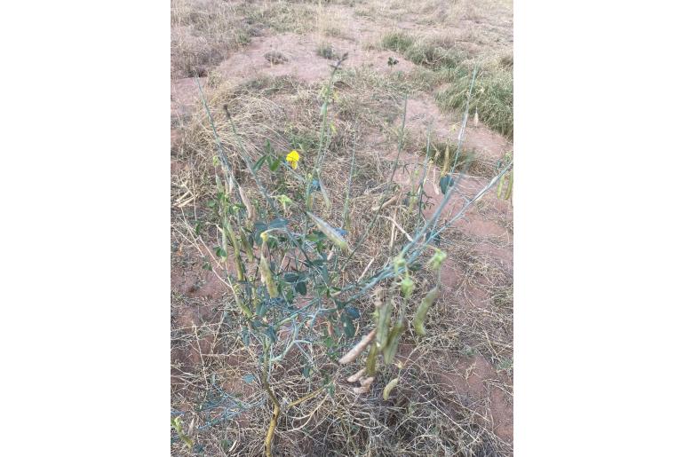 Crotalaria laburnifolia -6850