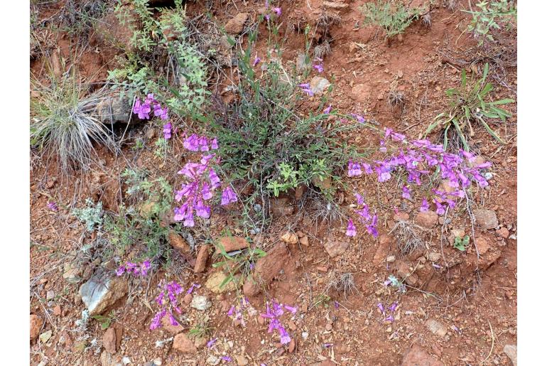 Penstemon parvulus -6861