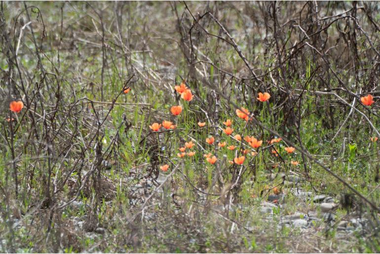 Papaver dubium -6864