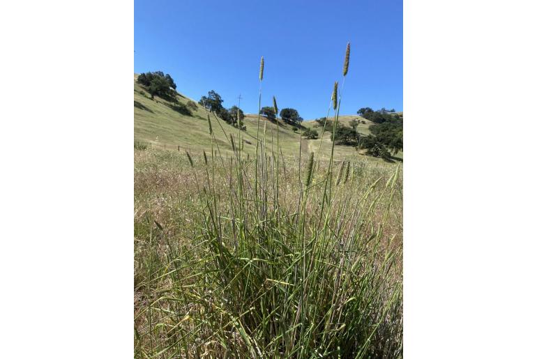 Phalaris aquatica -6870