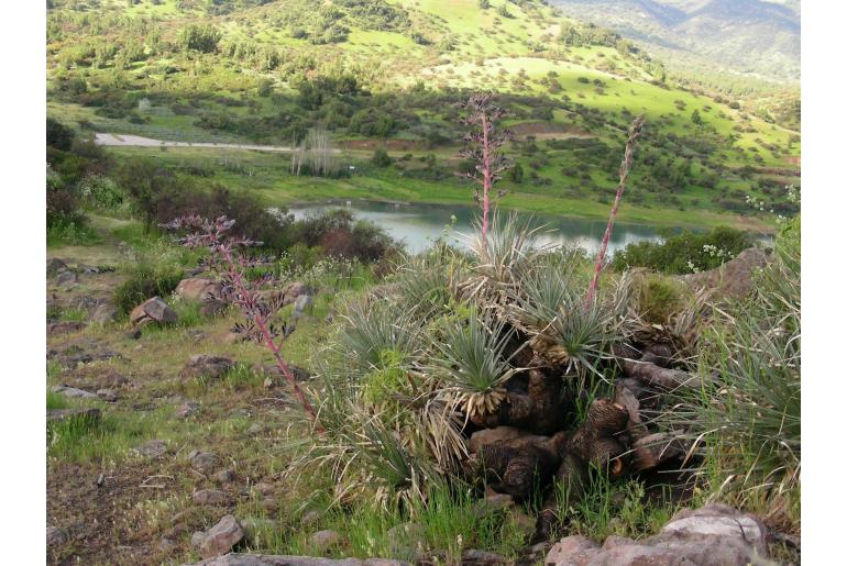 Puya coerulea var monteroana -6876