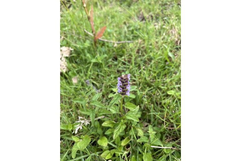 Prunella vulgaris -6883