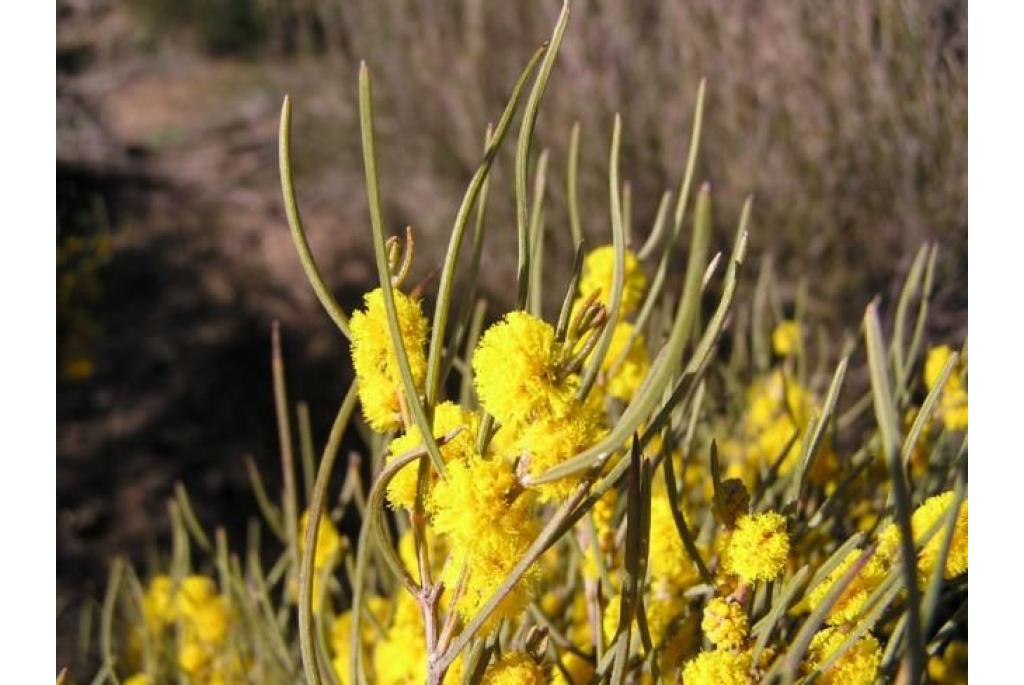 Tratman's acacia