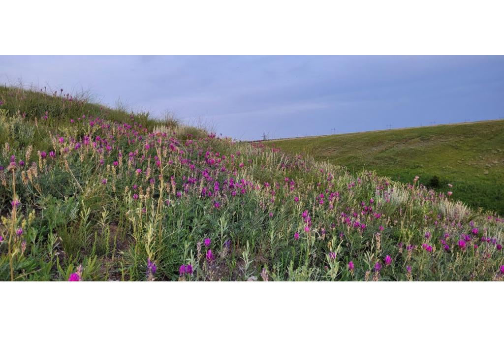 Voeder astragalus