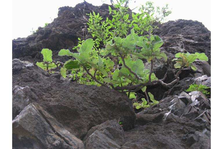 Salvia broussonetii -6895