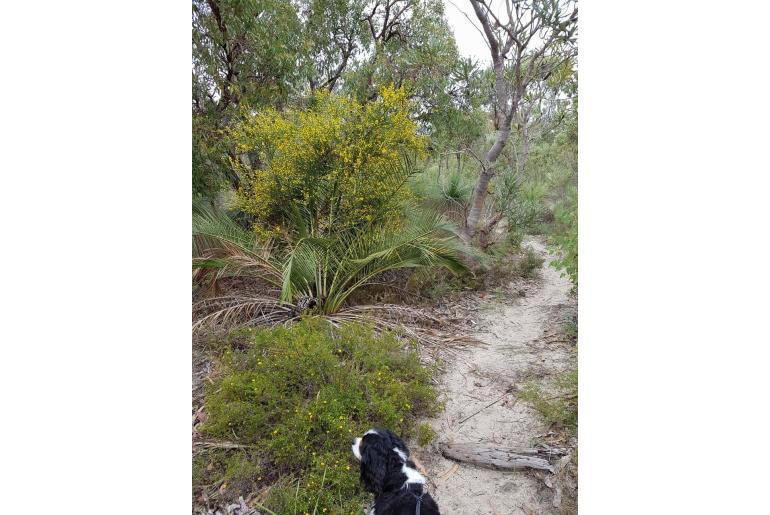 Acacia trigonophylla -6901