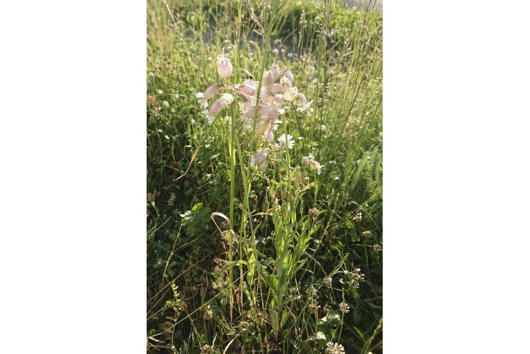 Silene vulgaris ssp vulgaris -6905