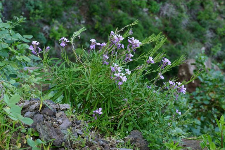 Erysimum bicolor -6932