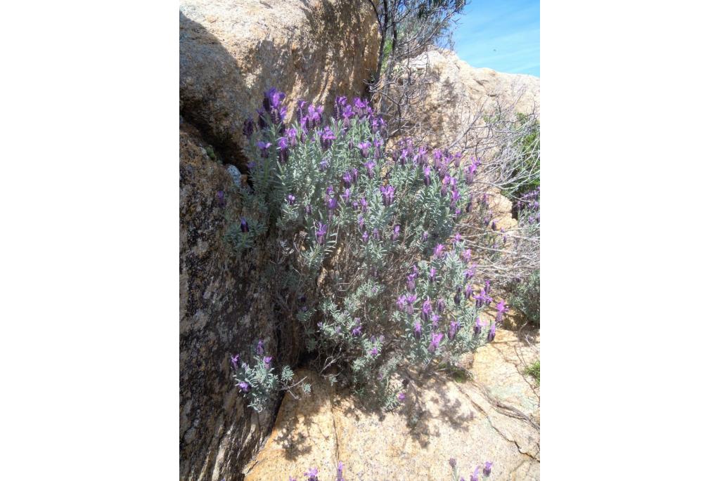 Franse lavendel