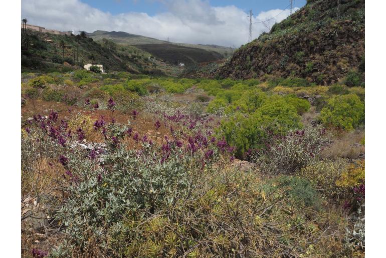 Salvia canariensis -6948