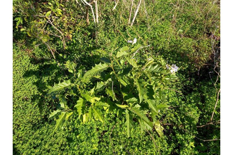 Solanum bonariense -6949