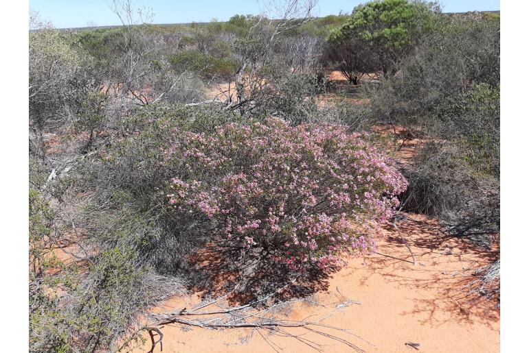 Calytrix brevifolia -6979