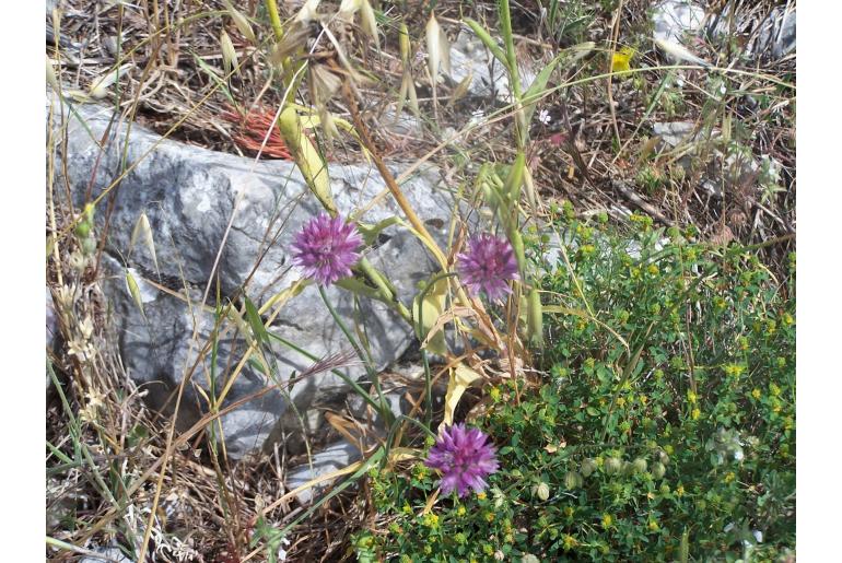 Allium acutiflorum -6989