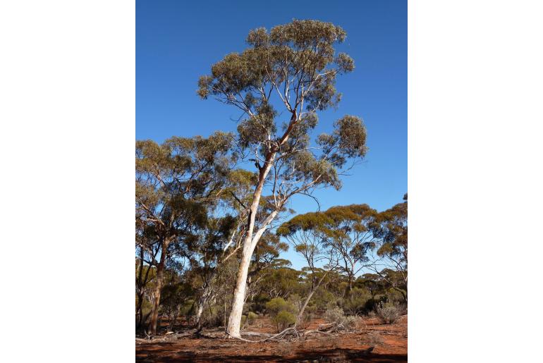 Eucalyptus transcontinentalis -6998