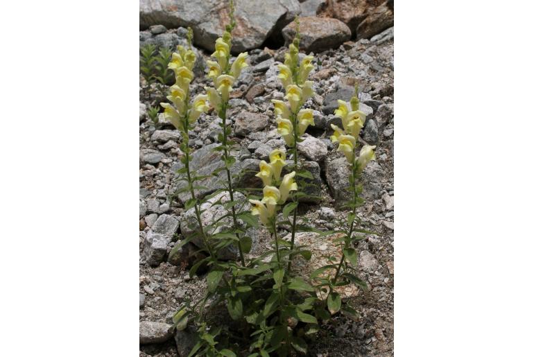 Antirrhinum latifolium -7002