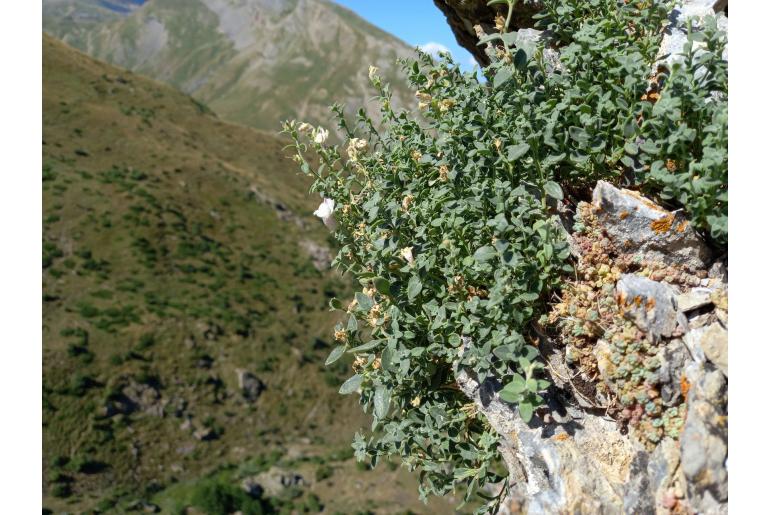 Antirrhinum sempervirens -7003